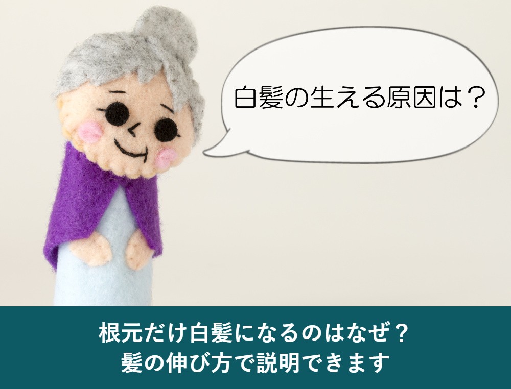 根元だけ白髪になる理由は髪の伸び方で説明できる