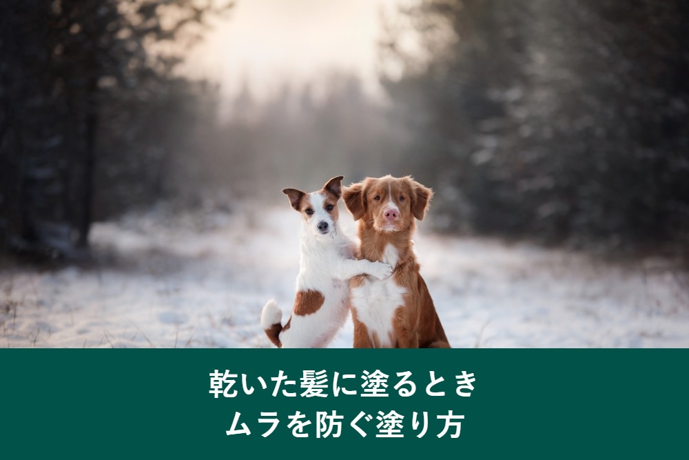乾いた髪へのカラートリートメントのやり方!ムラを防ぐ塗り方の手順