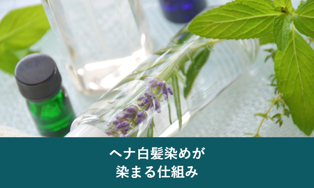 ヘナ白髪染めが染まる仕組み