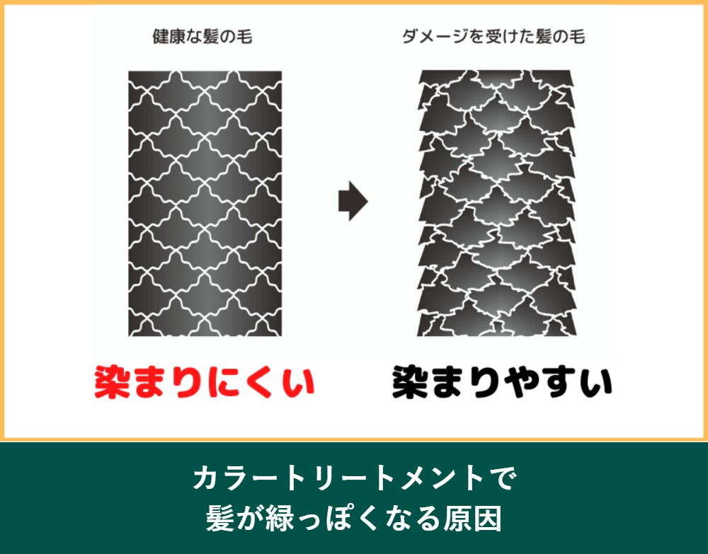 カラートリートメントで髪が緑っぽくなる原因
